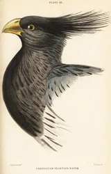 Głowa zachodniego zjadacza babki lancetowatej, Crinifer piscator (zjadacz babki lancetowatej, zjadacz czubaty, Chizoeris variegata)