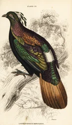 Monal himalajski, samiec, Lophophorus impejanus