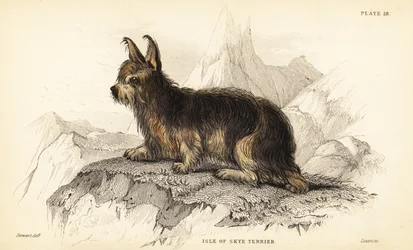 Isle of Skye terrier , Canis lupus familiaris (Canis terrarius)