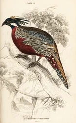Bażant Koklas, Pucrasia macrolopha