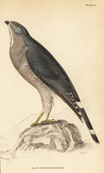 Myszołowik jasny, Kaupifalco monogrammicus