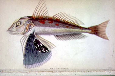 Nowozelandzki Gurnard grawerowany przez artystę z „Biblioteki Przyrodników” Vol II napisanej przez J.S. Bushman, oprac. Sir William Jardine (1800-74), wyd. 1833-45 (grawerowanie)