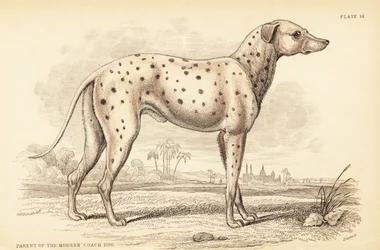 Rodzic współczesnego psa trenera, Canis lupus familiaris