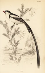 Wdówka rajska, Vidua macroura (wdówka czerwonodzioba, Vidua erythrorhynchus)