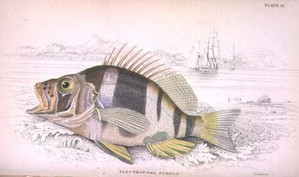 Tabliczka 22 Plectropoma Puella, rytowana przez artystę z „Biblioteki Przyrodników” t. I, oprac. Sir William Jardine (1800-74), wyd. 1833-45 (grawerowanie)