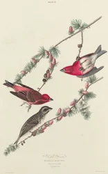 Dziwonia purpurowa, 1827.