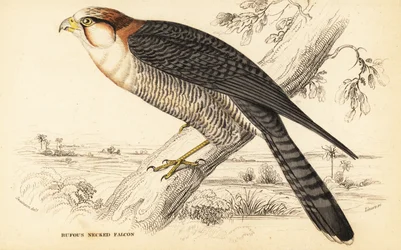 Sokół czerwonoszyi , Falco chicquera ruficollis