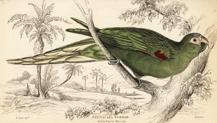 Ara czerwona , Diopsittaca nobilis