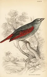 Pytilia czerwonoskrzydła, Pytilia phoenicoptera (Bengaly czerwonoskrzydły, Pytilia phaenicoptera)