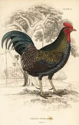 Ptactwo czerwone , Gallus gallus javanicus