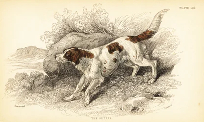Seter, Canis lupus familiaris (wskaźnik Canis)