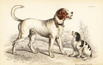 Pies alpejski lub wielki bernardyn, Canis lupus familiaris i spaniel King Charles, Canis lupus familiaris (Canis extrarius)