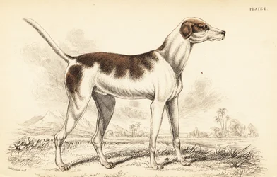 Ogar orientalny, Canis lupus familiaris