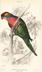 Lorysa różnobarwna , Psitteuteles versicolor (Trichoglossus versicolor)
