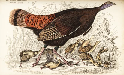 Dziki indyk, samica i młody, Meleagris gallopavo