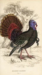 Dziki indyk, samiec, Meleagris gallopavo