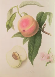 Szlachetna Brzoskwinia