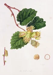 Orzeszek Cob, 1816