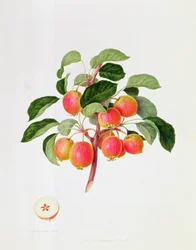 Jabłko Kraba Tartarskiego, 1819