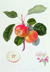 Jabłko Trumpington, 1819