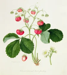 Szkarłatna truskawka Grzebień koguta Wilmota, 1820