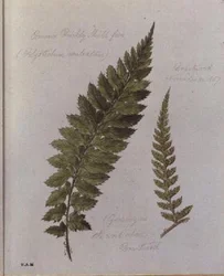 Paproć Kolczasta Tarcza, malowana w Brantwood, 30 listopada 1857 (akwarela na papierze)