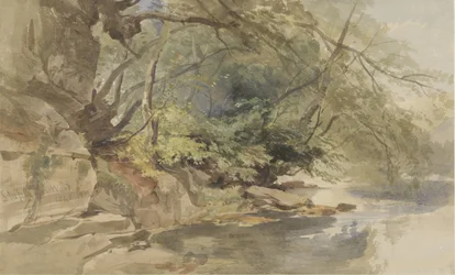 Twarz w Stapleton Wood, niedaleko Bristolu
