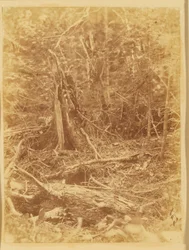 Bez tytułu, z portfolio The Forest: Adirondack Woods