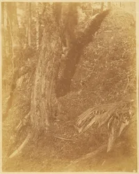 Bez tytułu, z portfolio The Forest: Adirondack Woods