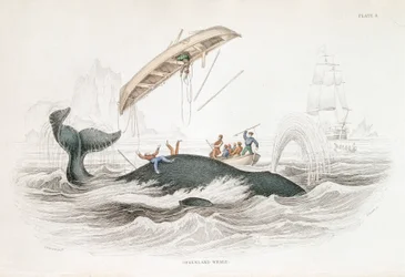 Harpunowanie wieloryba grenlandzkiego, który rzucił jedną z atakujących łodzi, 1837