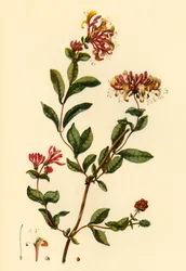 „Kaprys”, 1777, 1944.