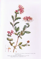 Wiciokrzew, Natura w Wielkiej Brytanii wydana przez Collins, 1946