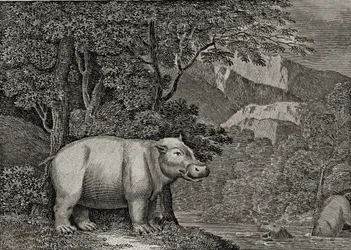 Hipopotam z Przylądka Dobrej Nadziei, opublikowany w „Ogólnym widoku świata”, 1807