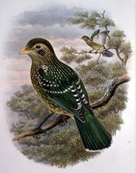 Ailuroedus Crassirostris, Zielony Catbird (kolor lito)