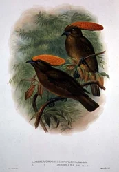 Amblyornis Flavifrons (kolor lito)