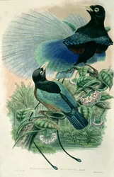 Blue Bird of Paradise (kolor lito)