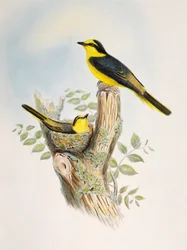 Minivet brunatny (Pericrocotus cantonensis), litografia z Birds of Asia
