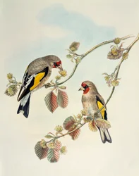Szczygieł (Carduelis carduelis caniceps), litografia z Birds of Asia