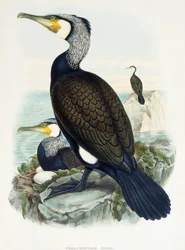 Kormoran wielki (Phalacrocorax carbo), litografia z Birds of Great Britain