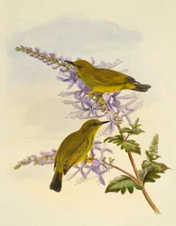 Grey-throated White-eye (Zosterops rendovae), grawerowanie przez Williama Matthew Harta (1830-1908), Wielka Brytania