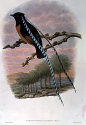 Pteridophora Alberti, Król Saksonii Rajski Ptak (kolor lito)