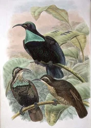 Ptiloris Paradiseus, strzelec rajski (kolor lito)