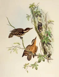 Sunda Woodpecker (Dendrocopos moluccensis), litografia z Birds of Asia
