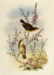 Muchołówka biała (Pseudogerygone notata), grawerowanie przez Williama Matthew Harta (1830-1908), Wielka Brytania