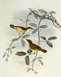 Gerygone żółtobrzuchy (Gerygone chrysogaster), litografia z Birds of Asia