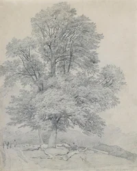 Wiąz górski w Hawley, Hampshire