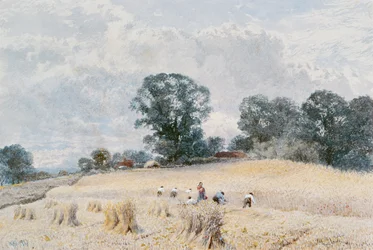 Żniwa