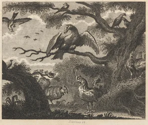 Sęp, wróbel i inne ptaki