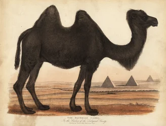 Wielbłąd dwugarbny, Camelus bactrianus.