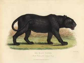 Czarna Pantera, Panthera Pards Ora Panthera Onka.